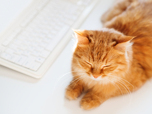 Cute ginger cat lying on white table near computer keyboard. Fluffy pet dozing. Freelance job. Top view.