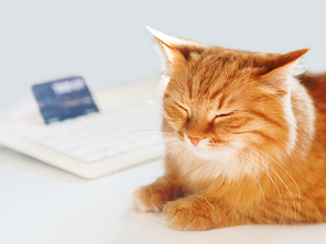 Cute ginger cat lying on white table near computer keyboard with credit card. Fluffy pet is dozing. Symbol of freelance job or online shopping.