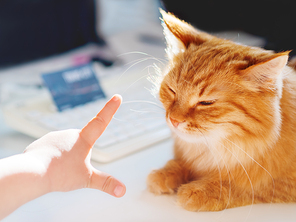 Cute ginger cat lying on white table near computer keyboard and credit card. Fluffy pet dozing. Toddler trying to touch cat's nose. Freelance job.