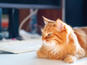 Cute ginger cat lying on white table near computer keyboard. Fluffy pet. Symbol of freelance job, work from home.