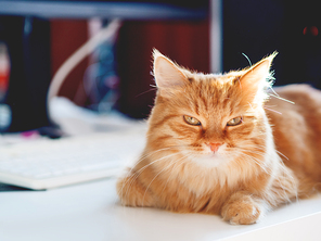 Cute ginger cat lying on white table near computer keyboard. Fluffy pet staring in camera. Symbol of freelance job, work from home.