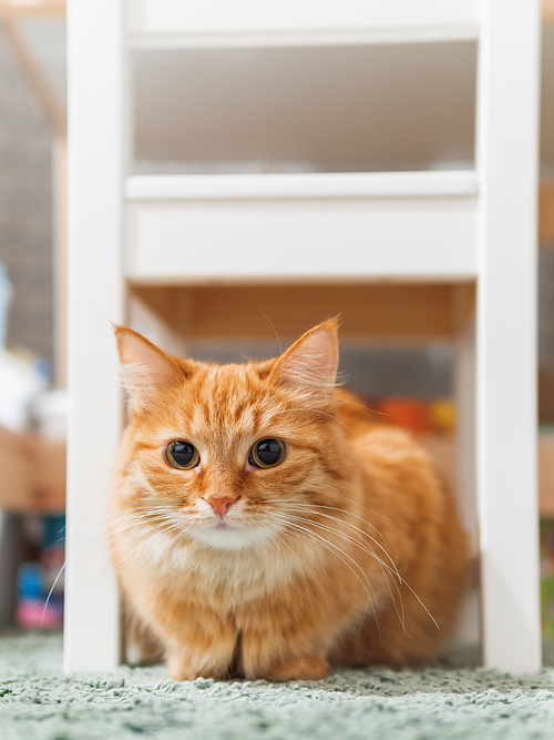 Cute ginger cat is hiding under kid's chair. Fluffy pet in children's room.