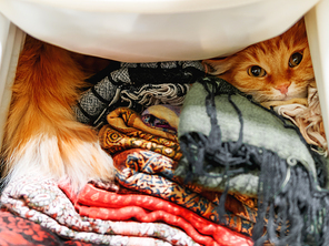 Cute ginger cat sitting on a pile of colorful scarfs in wardrobe. Warm patterned scarfs are folded in heap. Fluffy pet is hiding among them. Cozy home background.