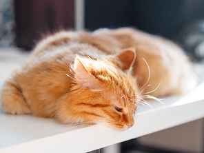 Cute ginger cat lying on white table. Fluffy pet dozing.