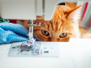 Cute ginger cat is lying behind sewing machine. Fluffy pet at cozy home.