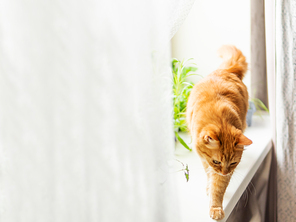 Cute ginger cat is sitting on window sill near flower pots with rocket salad, basil and cat grass. Fluffy pet is staring curiously. Cozy home with plants.