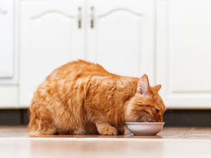 Cute ginger cat eating something from white bowl. Fluffy pet at kitchen floor.