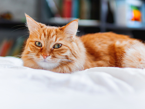Cute ginger cat lying in bed. Fluffy pet looks curiously. Cozy home. Book shelf on background.