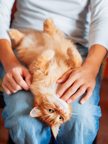 Cute ginger cat lying belly up on woman's knees. Fluffy pet looks with curiousity.