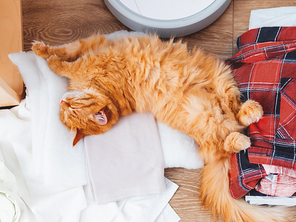 Cute ginger cat lying on clothes. Mess in room, outfits and Robot vacuum cleaner lying in disorder on the floor.