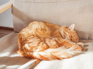 Cute ginger cat lying on chair. Fluffy pet comfortably settled to sleep. Cozy home background with funny pet.