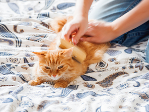 Woman combs a dozing ginger cat fur. Fluffy pet comfortably settled to sleep. Cute cozy background, morning bedtime at home.