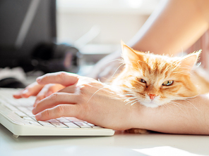 Man is typing at the computer keyboard. Cute ginger cat dozing on man's hand. Furry pet cuddling up to it's owner and getting in the way of his work. Freelance job.