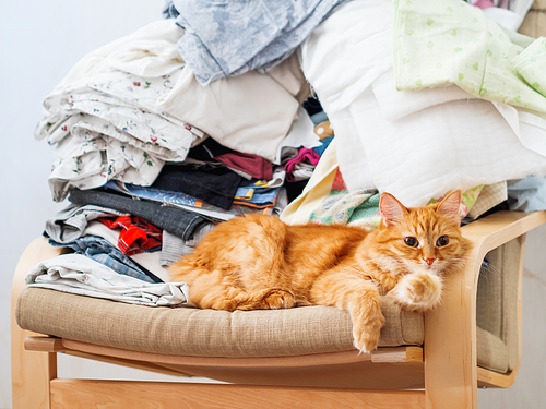 Cute ginger cat lying on a chair. Mess in room, outfits stacked in disorder. Furry pet looks with curiosity