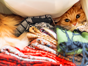 Cute ginger cat sitting on a pile of colorful scarfs in wardrobe. Warm patterned scarfs are folded in heap. Fluffy pet is hiding among them. Cozy home background.