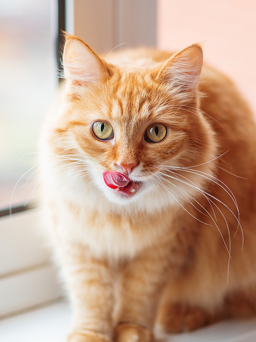 Cute ginger cat siting on window sill and licked. Fluffy pet with funny expression on face.