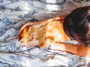 Cute ginger cat lying in bed. Fluffy pet going to sleep here. Woman is stroking her pet. Cozy morning bedtime at home.