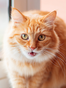 Cute ginger cat siting on window sill. Fluffy pet with funny expression on face.