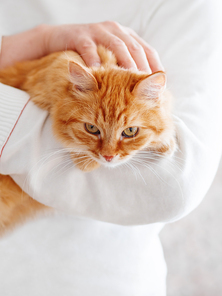 Cute ginger cat is sitting on man's hands and staring at camera. Symbol of fluffy pet adoption.