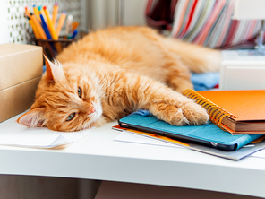 Cute ginger cat is sleeping among office supplies and sewing machine. Fluffy pet dozing on stationery. Cozy home background.