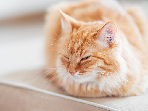Cute ginger cat lying on couch. Fluffy pet looks sleepy. Cozy home background.