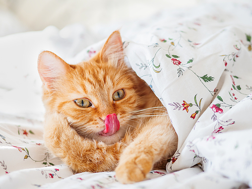 Cute ginger cat lying in bed under the blanket. Fluffy pet look funny. Cozy home background, morning bedtime.