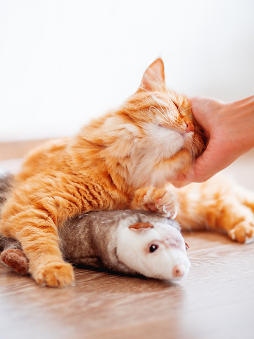 Women strokes cute ginger cat lying on floor with favorite toy - plush ferret. Fluffy pet on cozy home background.
