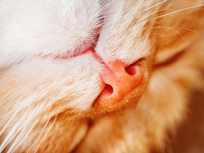 Cute ginger cat is dozing. Close up photo of fluffy pet face. Domestic animal is sleeping. Macro photo of cat's nose.