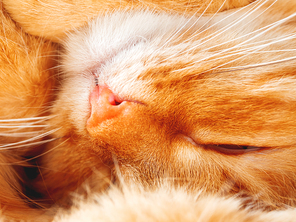Cute ginger cat is dozing. Close up photo of fluffy pet face. Domestic animal is sleeping. Macro photo of cat's eye in fur.