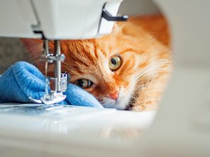 Cute ginger cat is lying behind sewing machine. Fluffy pet at cozy home.