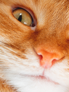 Cute ginger cat is dozing. Close up photo of fluffy pet face. Domestic animal is staring in camera. Macro photo of cat's eye and nose.