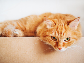 Cute ginger cat lying on carton box. Fluffy pet gazing curiously.