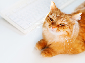 Cute ginger cat lying on white table near computer keyboard. Fluffy pet staring in camera. Freelance job. Top view.