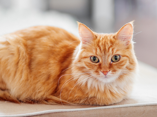 Cute ginger cat lying on couch. Fluffy pet looks curiously. Cozy home background.