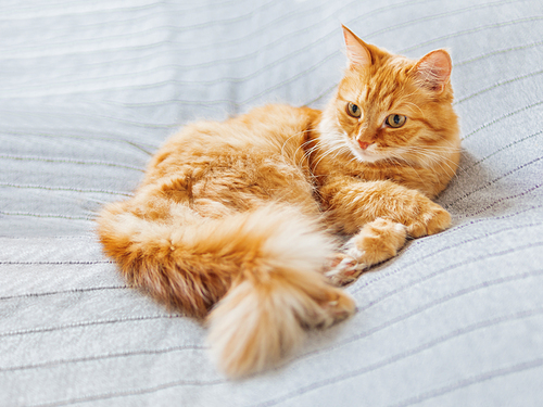 Cute ginger cat lying on bed. Fluffy pet is dozing. Cozy home background.