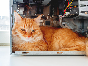 Cute ginger cat lying inside computer system unit. Fluffy pet among wires and hardware details.