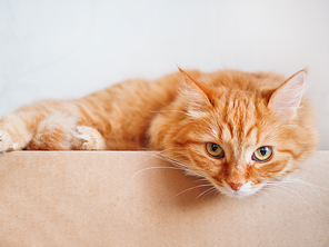 Cute ginger cat lying on carton box. Fluffy pet gazing curiously.