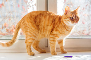 Cute ginger cat sitting on window sill. Cozy home background with domestic fluffy pet wanting to play with laser pointer.
