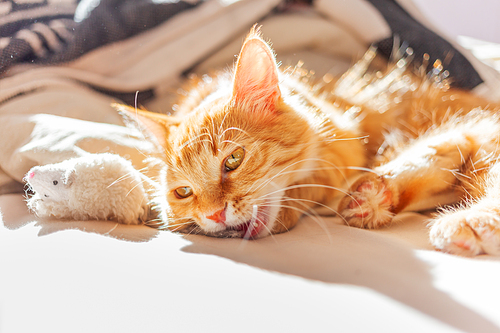 Cute ginger cat is playing with toy mouse. Fluffy pet lying in bed. Cozy home.