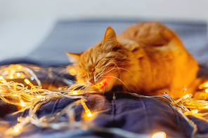 Cute ginger cat lies on woman's hands. The fluffy pet comfortably settled to sleep or to play. Cute cozy background, morning bedtime at home.