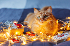 Cute ginger cat lying in bed with shining light bulbs and New Year presents in craft paper. Cozy home Christmas holiday background.