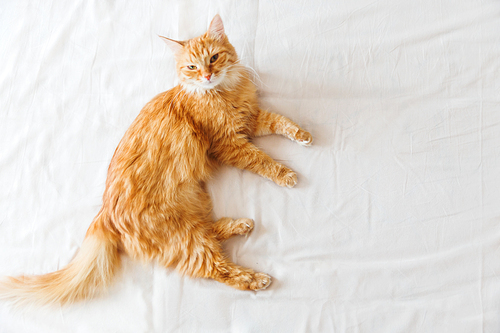 Cute ginger cat lying in bed. Cute cozy background, morning bedtime at home. Top view, flat lay.