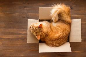Ginger cat lies in box on wooden background. Fluffy pet is doing to sleep there.