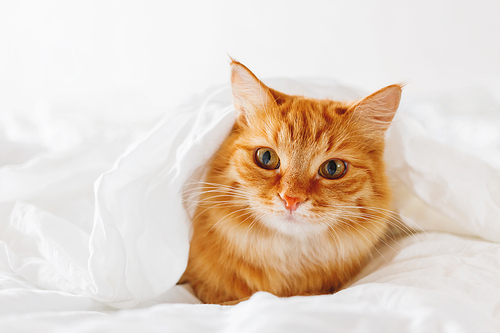 Cute ginger cat lies on bed. The fluffy pet comfortably hid under a blanket to sleep or to play. Cute cozy background, morning warm bedtime at home