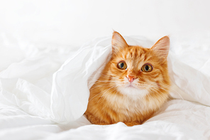 Cute ginger cat lies on bed. The fluffy pet comfortably hid under a blanket to sleep or to play. Cute cozy background, morning warm bedtime at home