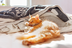 Cute ginger cat lying in bed. Fluffy pet licking.
