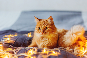 Cute ginger cat lying in bed with shining light bulbs. Fluffy pet looks curiously. Cozy home holiday background.