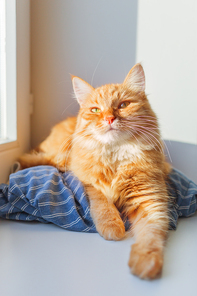 Cute ginger cat is lying on blue striped shirt on window sill. Cozy home background with domestic fluffy pet.