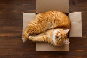 Ginger cat lies in box on wooden background. Fluffy pet is doing to sleep there.