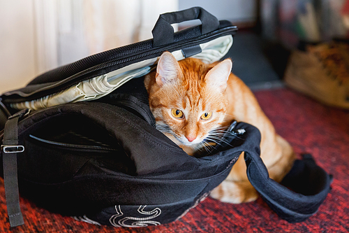 Cute ginger cat sitting in black backpack. Domestic fluffy pet loves to settle in bags.